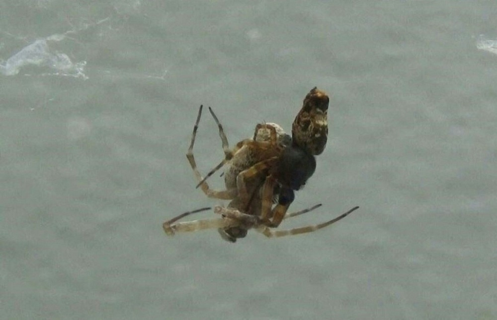 Two Philoponella prominens spiders mating, April 25, 2022. u00e2u20acu201d Handout by Shichang Zhang of Hubei University via AFP 
