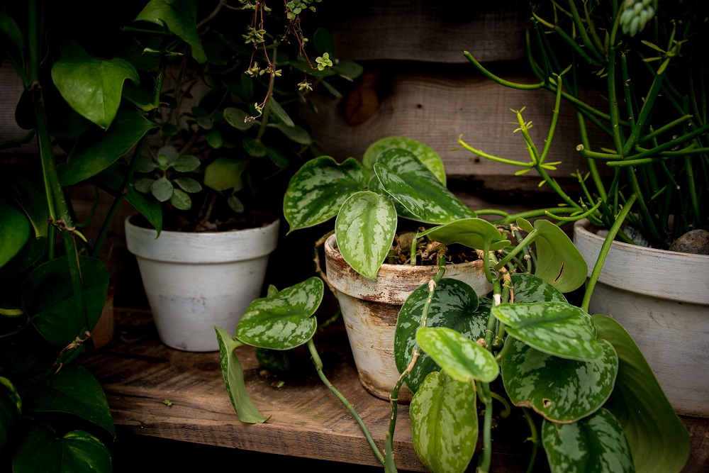 u00e2u20acu02dcItu00e2u20acu2122s easier to give up plastics in the garden than in the house,u00e2u20acu2122 says Elke Schwarzer, the biologist, blogger and author of the book u00e2u20acu02dcUn jardin sans plastiqueu00e2u20acu2122 (A Plastic-Free Garden). u00e2u20acu201d Unsplash pic 