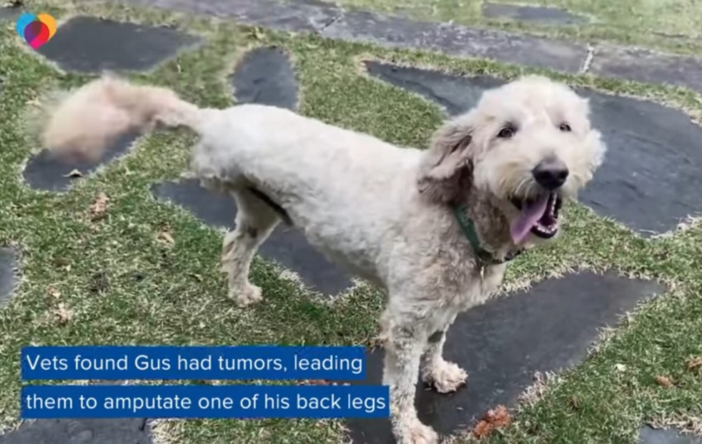 Six-year-old Goldendoodle Gus may only have three legs but that did not stop him from rescuing a baby otter from a river in Minnesota, US. u00e2u20acu201d Screen capture from YouTube/ CBS News