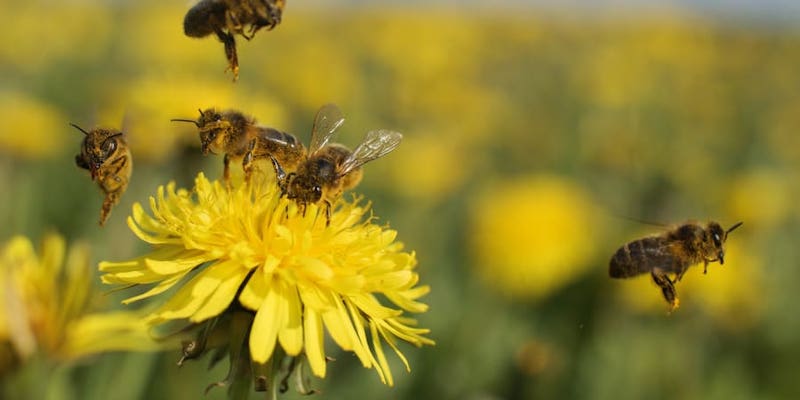Scientists in the US trapped and studied more than 20,000 bees over eight years in an area of the Rocky Mountains to find out how different types of bees reacted to changing climatic conditions. u00e2u20acu201d Picture by proxyminder / Getty Images via ETX Studio