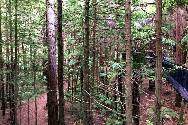 From the forest floor to the tree tops, it’s 75 metres of natural wonder.