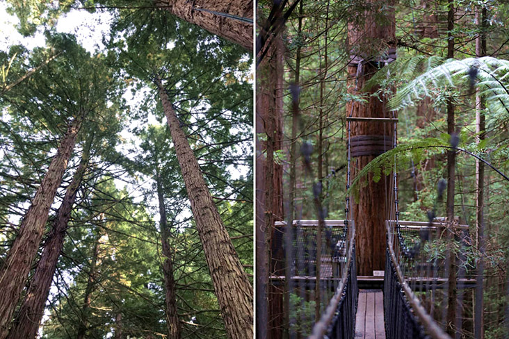 Slowly take in the view as you walk from tree to tree via the eco-suspended bridges.