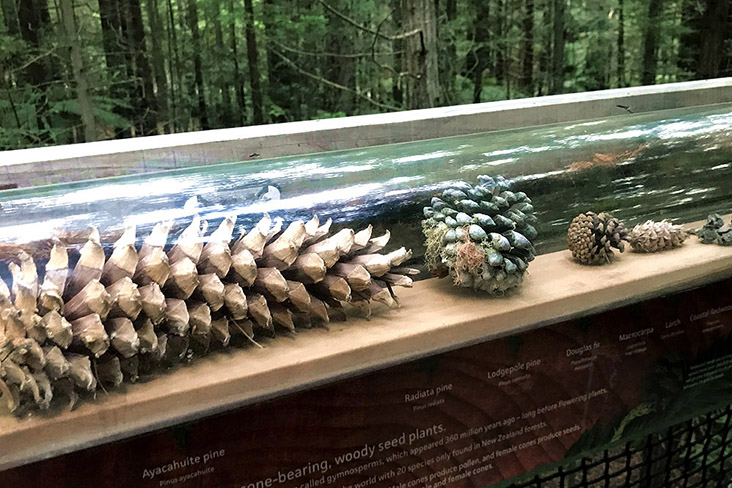 A display showcases conifer cones from various trees including the Ayachuite pine and Douglas fir.