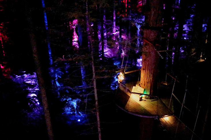 After sunset, the redwood forest transitions to an ethereal Nightlights Treewalk.