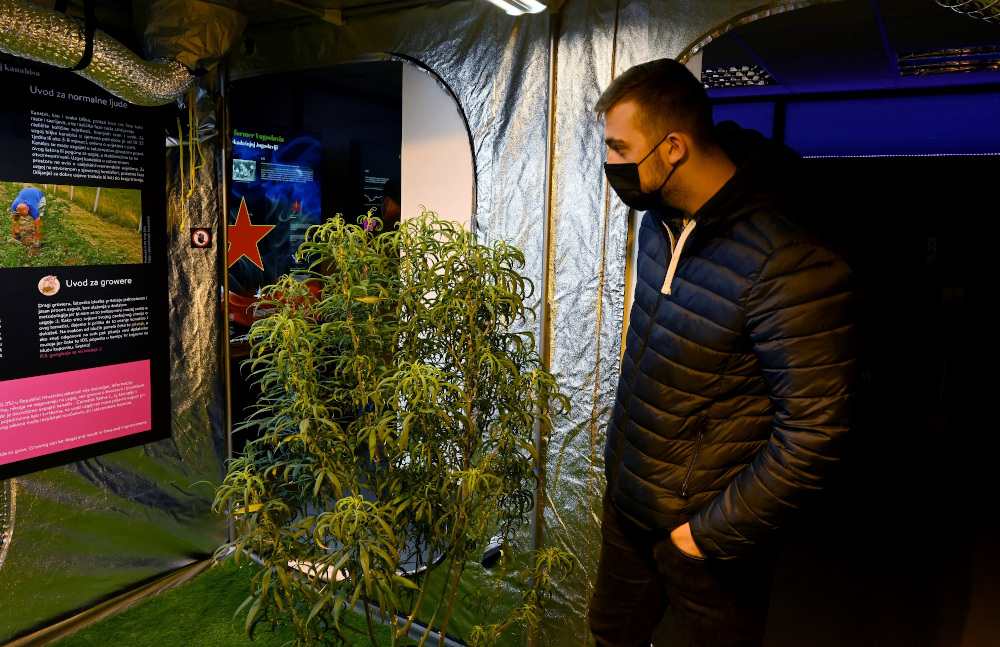 Students Igor Lokotar visits the Cannabis Museum in Zagreb. u00e2u20acu201d AFP pic