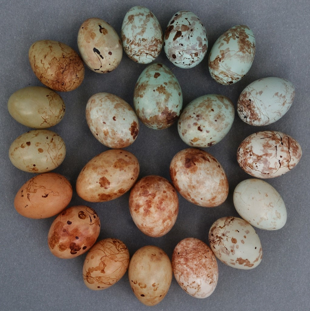 This handout image released on April 14, 2022 by the University of Cambridge and University of Cape Town shows Cuckoo finch mimicry of tawny-flanked prinia eggs. u00e2u20acu201d AFP pic