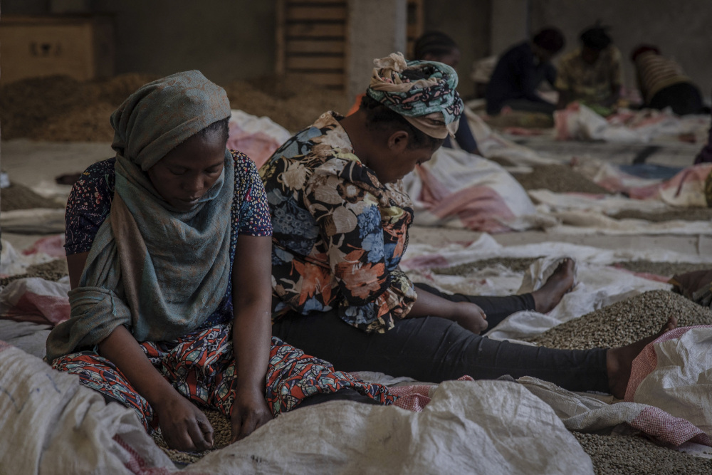 Women sort coffee at the Muungano cooperative to remove waste and dirt in the city of Goma, Democratic Republic of Congo. u00e2u20acu201d AFP pic