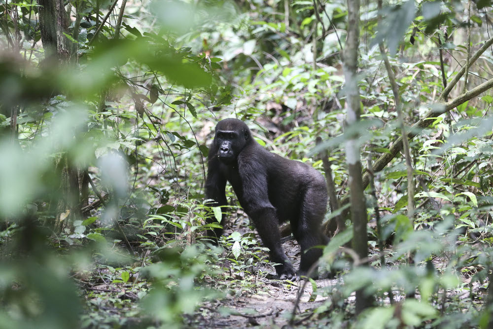 A silverback gorilla is seen in Loango National Park. u00e2u20acu201d AFP picn
