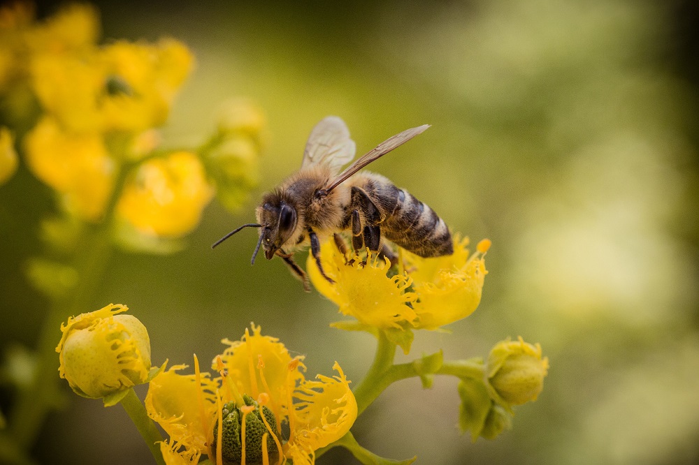 Bees that live in mountainous regions could be particularly vulnerable to climate change. u00e2u20acu2022 Unsplash pic