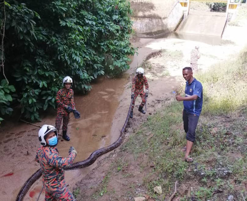 The Perak Fire and Rescue Department caught a 50-kilogramme python in Sungai Ulu Lenggong, Kampung Ulu Lenggong April 10, 2022. u00e2u20acu201d Picture courtesy of the Fire and Rescue Dept