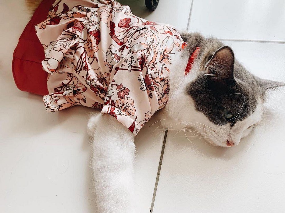 With Hari Raya around the corner, cat owners are taking the opportunity to dress up their pets. u00e2u20acu2022 Picture via Facebook/ Paola & Peepsn