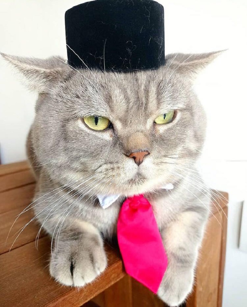 Cat accessories producer Paola & Peeps has five tailors to produce cats clothing and accessories. ― Picture via Facebook/ Paola & Peeps
