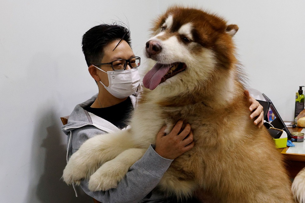 China has set up a pet care centre in Shenzhen that will look after pets whose owners are isolated in centralised quarantine facilities for Covid-19. u00e2u20acu2022 Reuters pic