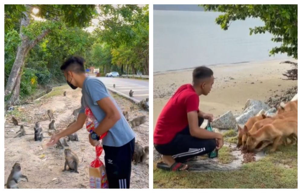 Muhammad Faiz considers the stray animals his friends after feeding them and spending time with them for two years. u00e2u20acu201d Pictures via TikTok