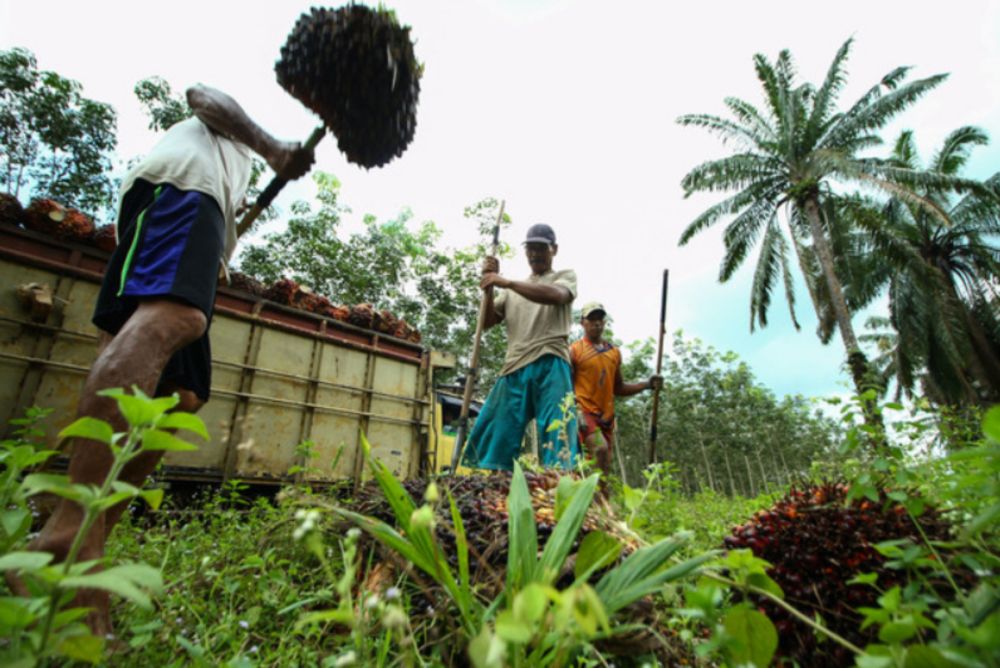 Indonesian workers harvest oil palm fruits in Banyuasin, Sumatra. u00e2u20acu201d ZUMA Wire/dpa pic via Bernama