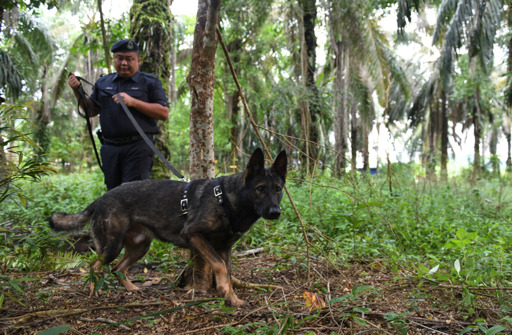 The Kedah police K9 unit search for the escaped Rohingya detainees in the Nibong Tebal forest, April 20, 2022. u00e2u20acu201d Bernama pic 