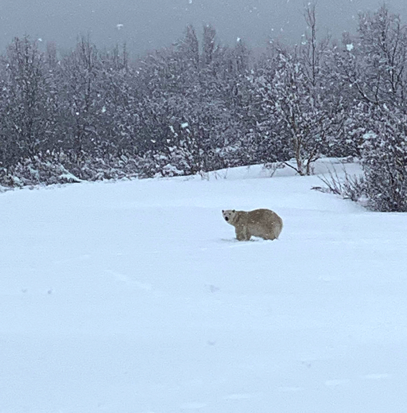 In this image courtesy of Sophie Bonneville, a polar bear roams a field in Madeline-Centre, Quebec, Canada April 30, 2022. u00e2u20acu201d Sophic Bonneville/AFP pic