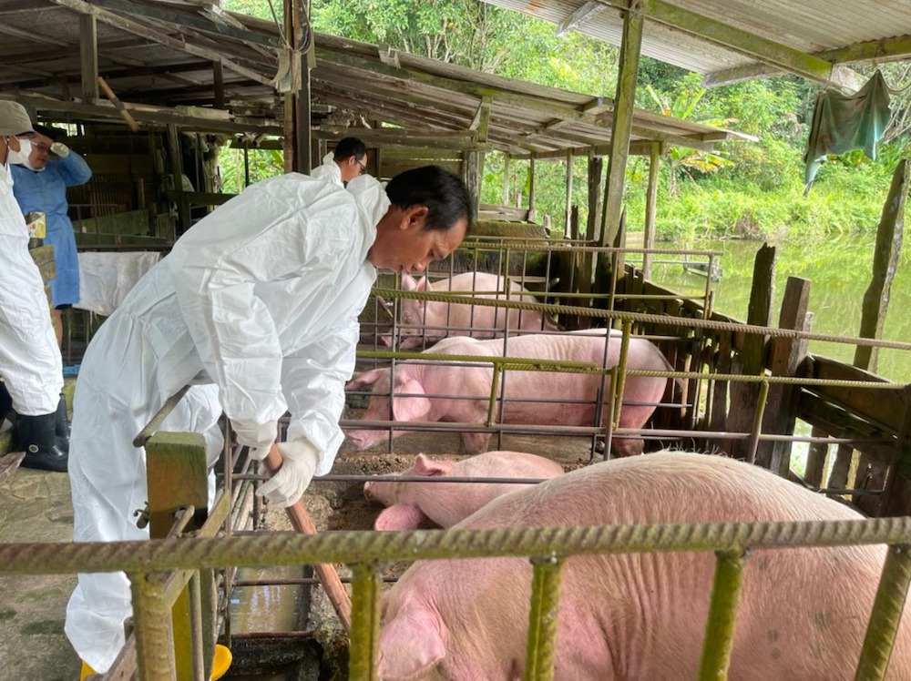 File photo shows DVSS officers taking samples from pigs at a farm. u00e2u20acu201d Borneo Post pic