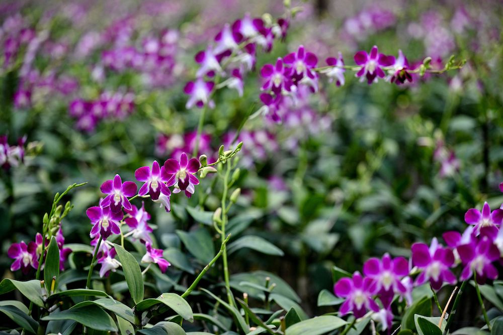 This photo taken on April 7, 2022 shows orchids at an orchid farm in the central Thai province of Nakhon Pathom. u00e2u20acu201d AFP pic