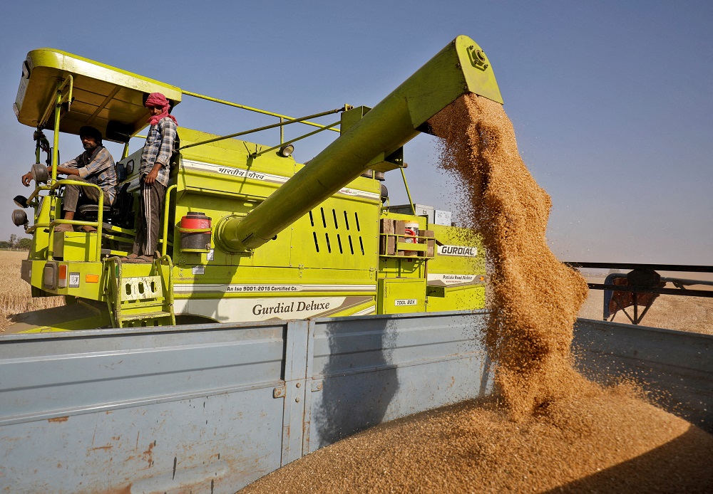 A combine deposits harvested wheat in a tractor trolley at a field on the outskirts of Ahmedabad, India March 16, 2022. u00e2u20acu201d Reuters pic