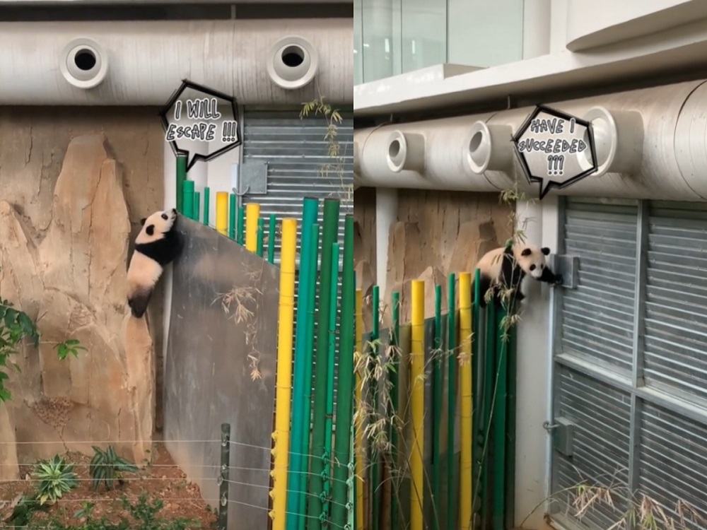 Zoo Negarau00e2u20acu2122s little troublemaker is back, this time she was caught trying to escape the enclosure. u00e2u20acu201d Screen capture via TikTok/Zoo Negara Malaysia