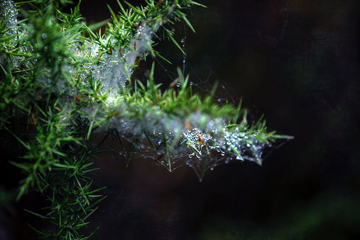 Cobwebs and dewdrops in the forest in the early hours of morning.