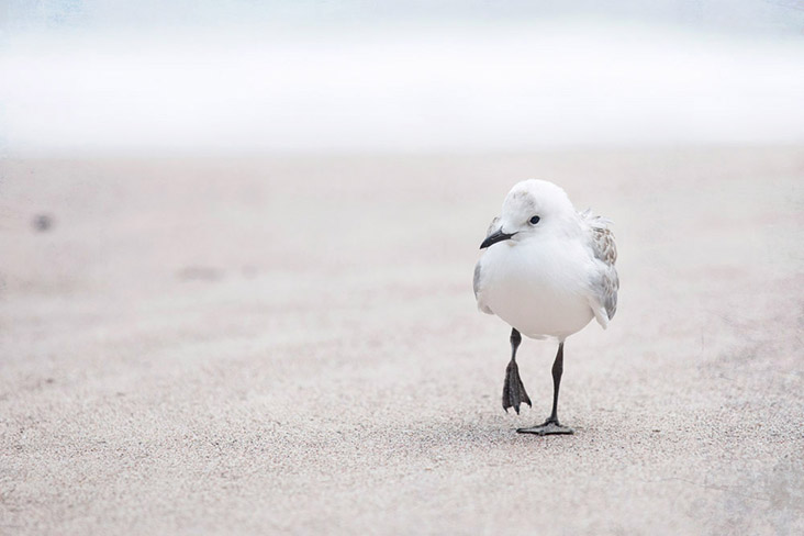 A lone seagull patrolling the pristine, sandy beach.