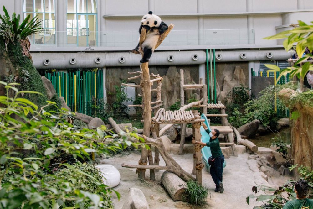 YiYi the four-year-old giant panda was supposed to go back to her den, however, she has other plans. Zookeeper Azrenizam Ibrahim can be seen persuading her to come down. — Picture by Firdaus Latif