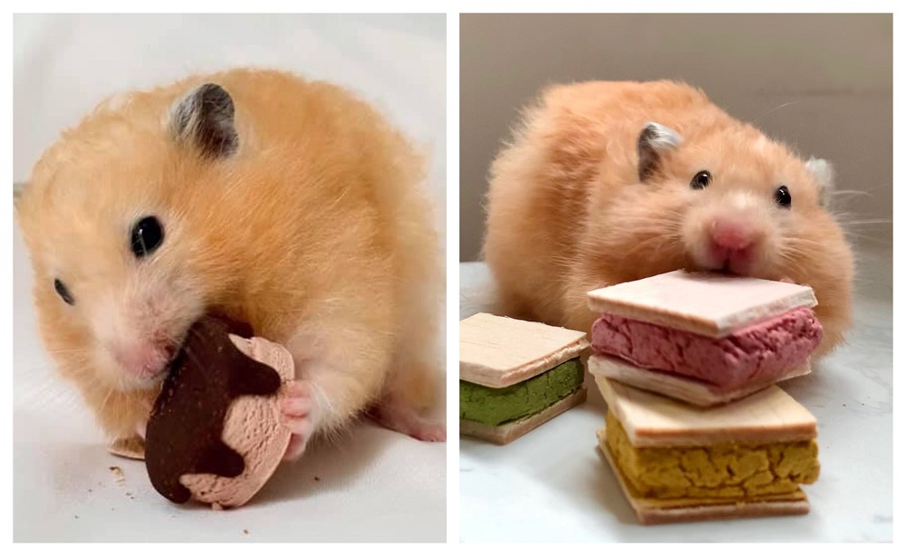 Taffy's owner Mindy is adamant that her rodent has been reincarnated and living the same life somewhere in Singapore. u00e2u20acu2022 Pictures via Facebook/Taffy's