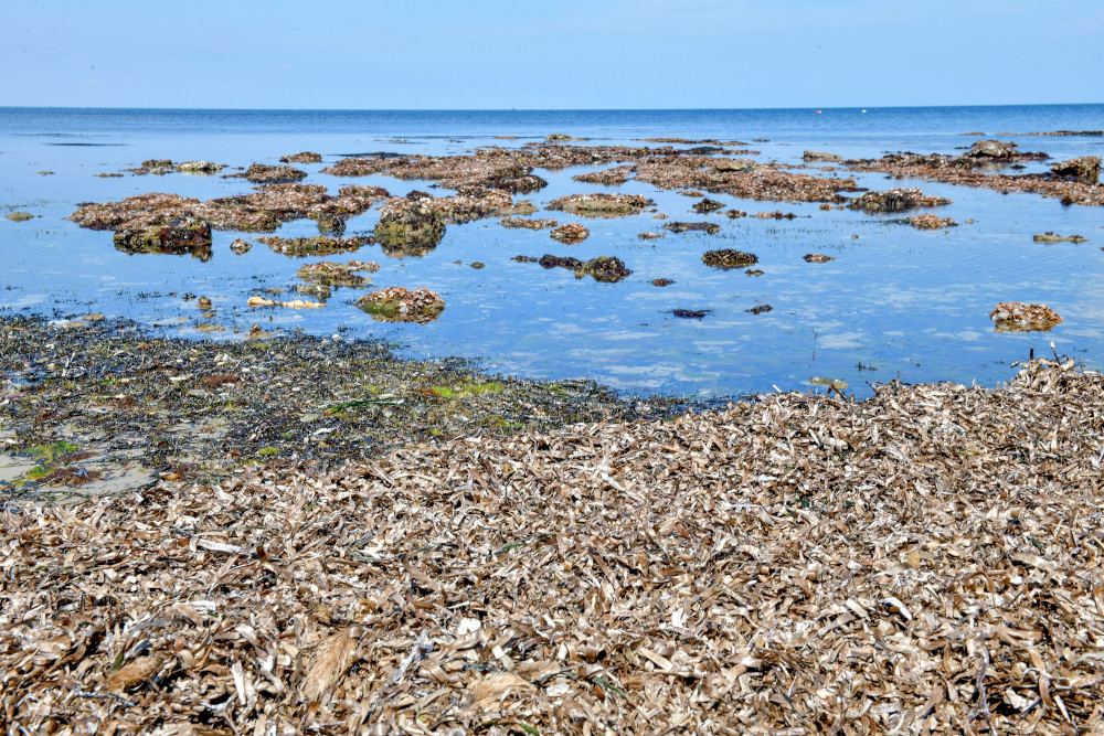 Named Posidonia oceanica after the Greek god of the sea Poseidon, seagrass spans the Mediterranean seabed from Cyprus to Spain, sucking in carbon and curbing water acidity. u00e2u20acu201d AFP pic