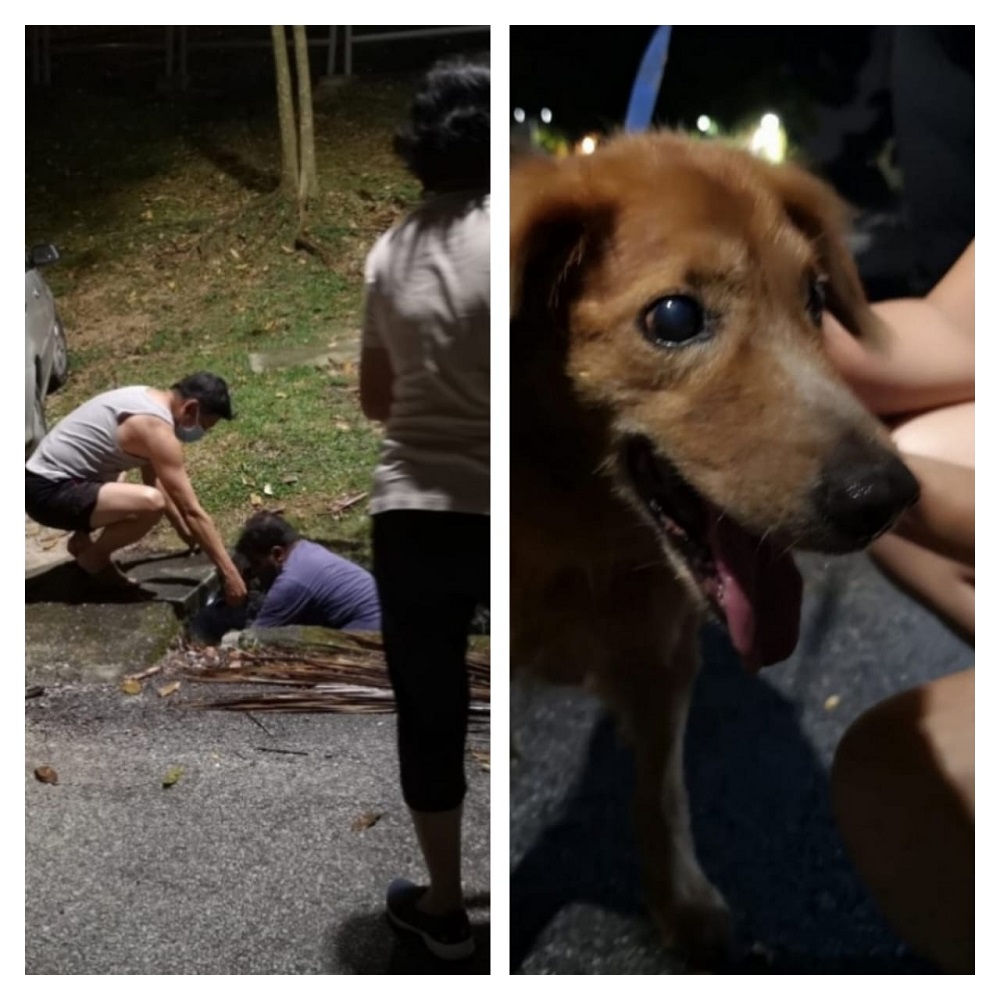 Residents of a gated residence in Bandar Sri Damansara came together to rescue a partially blind dog that fell into a drain recently. u00e2u20acu2022 Pictures courtesy of David Yee Kok Wah