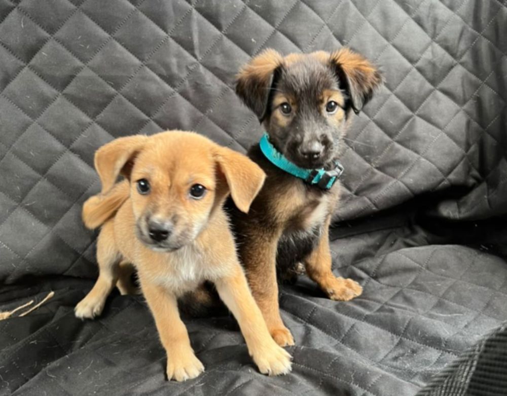 These two cute puppies will be among the 10 puppies available for adoption at The Square, Jaya One, Petaling Jaya this Sunday (May 8). u00e2u20acu201d Photo courtesy of MDDB