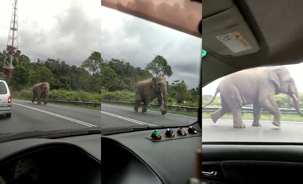 Drivers on the Gerik-Jeli highway had a surprising wildlife encounter over the Hari Raya holidays. u00e2u20acu2022 Screenshots via Tiktok/ Zafidos