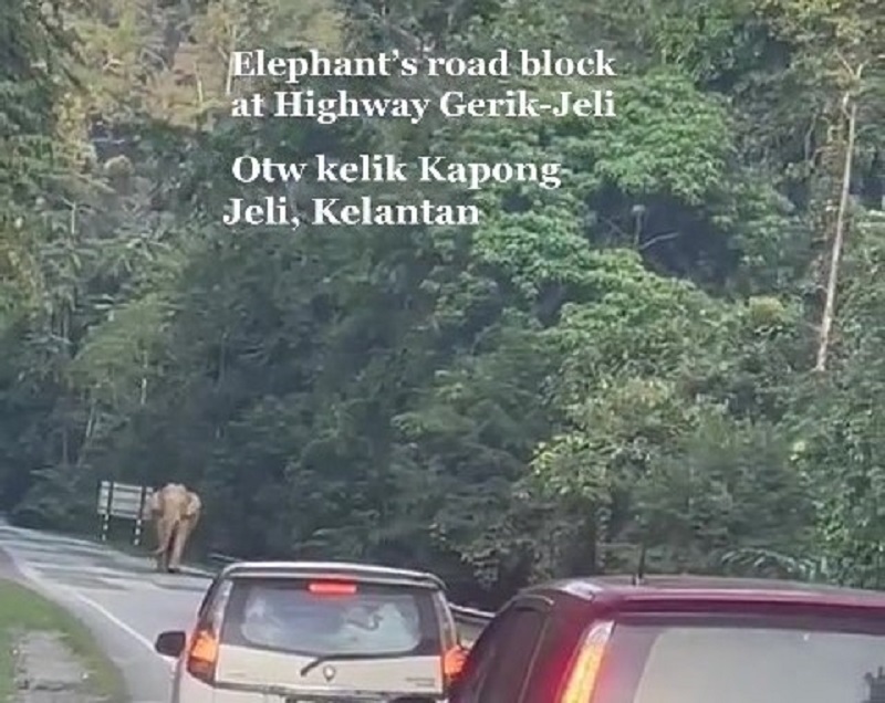 A screenshot of another video uploaded in April, showing an elephant calmly walking down the middle of the road. ― Picture via TikTok/ CikYus2u