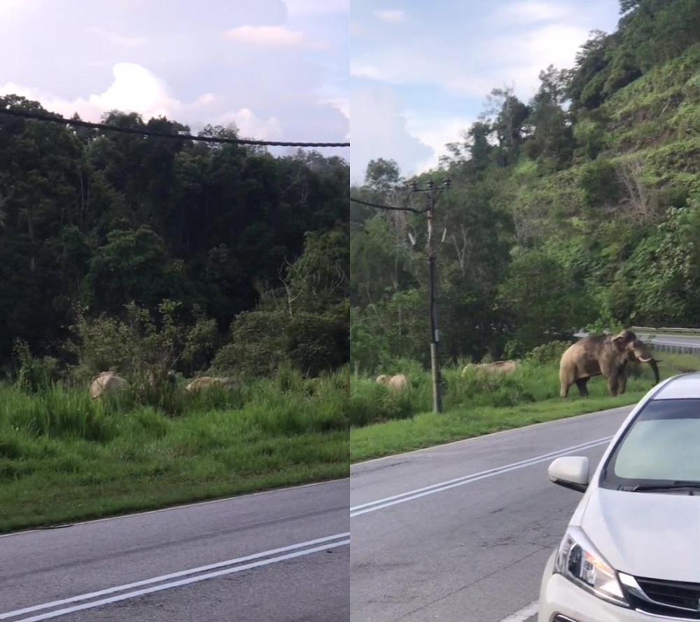 Elephant sightings along the East-West Highway are not uncommon. ― Screenshots via TikTok/ Azarudin 