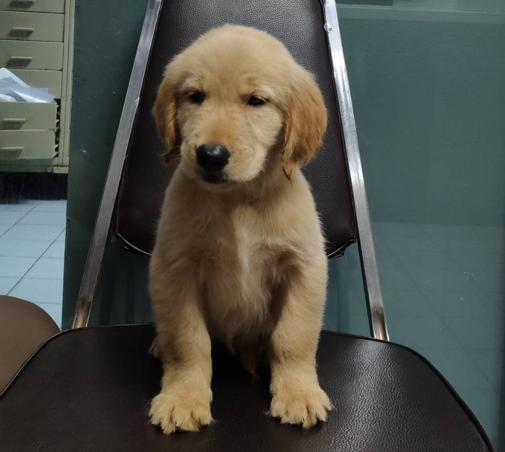 Bangkok police snapped a mugshot of a Golden Retriever before posting it on their social media to look for its owner. u00e2u20acu201d Picture via Facebook