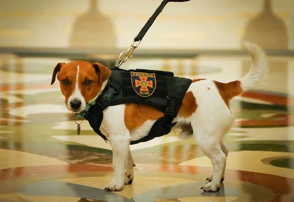 Patron has become a canine symbol of Ukrainian patriotism since the Russian invasion. u00e2u20acu2022 Picture via Facebook/Heidi Williams