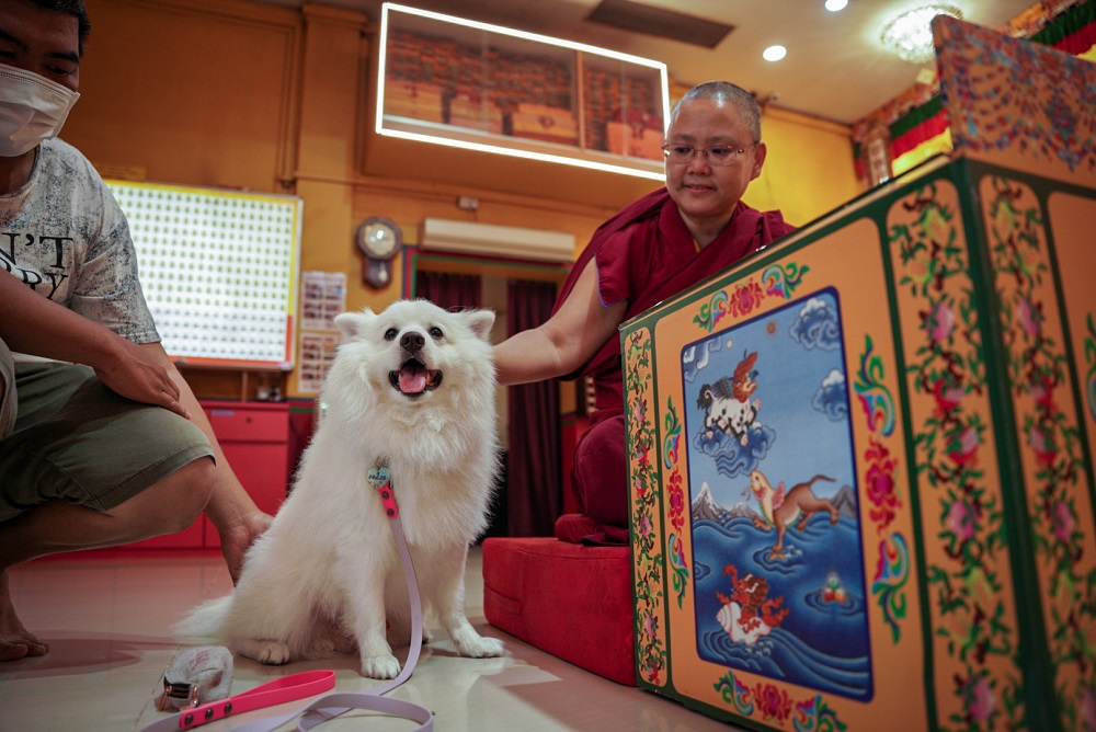 Pet owners can also offer lights with their furkids to gain merits as one family for the upcoming Buddhist holy day. u00e2u20acu2022 Picture via Facebook/Thekchen Choling Singapore