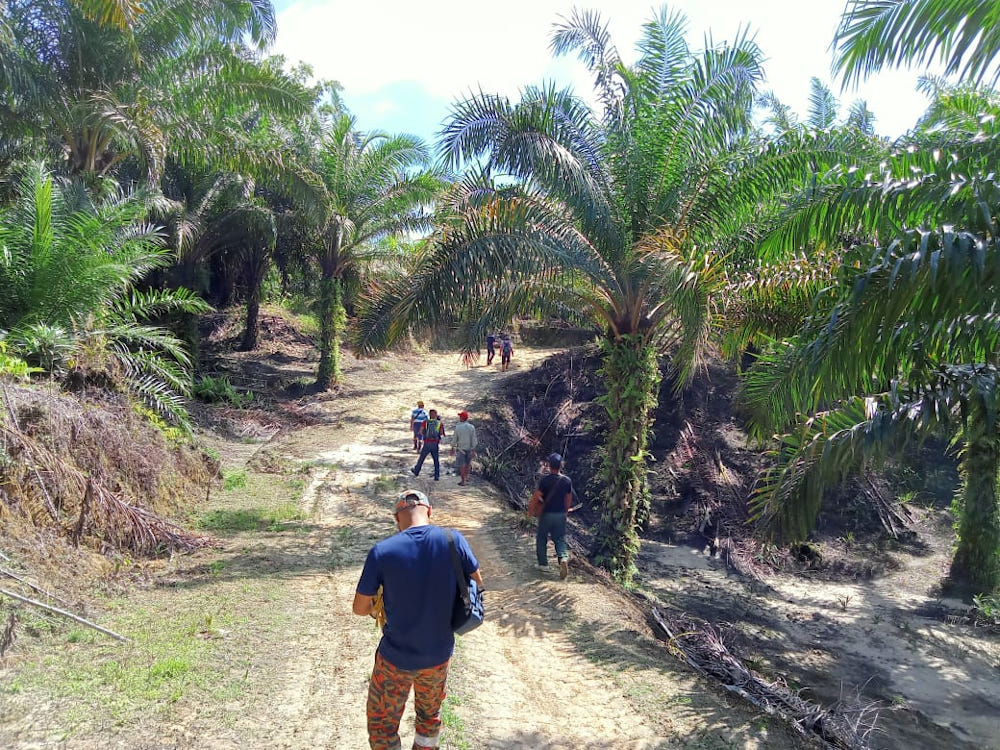 Photo from Bomba shows the search-rescue operation covering an oil palm plantation in Sarawak April 10, 2022. u00e2u20acu201d Picture courtesy of Bomba via Borneo Post