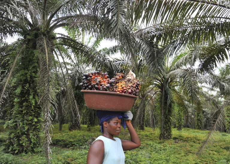 A labourer carries freshly cut palm fruits to be used in making palm oil, at a plantation run by an Ivory Coast palm oil research center, in Alame, near Abidjan, on June 5, 2013. u00e2u20acu201d  AFP pic
