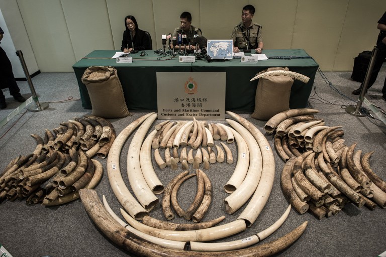 This file photo taken on October 3, 2013 shows seized ivory tusks displayed by Hong Kong Customs officials in Hong Kong. Hong Kong said on January 23, 2014 it would incinerate almost 30 tonnes of ivory. u00e2u20acu201d AFP pic