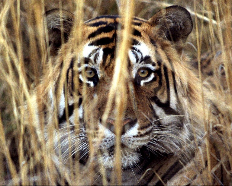 In this photograph taken on March 23, 2000 a Bengal tiger rests in the brush at Ranthambhore National Park in Jaipur.  Forest officials in southern India have shot dead a tiger suspected of killing three people. u00e2u20acu201d AFP pic