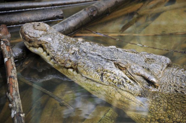 Crocodiles became a protected species in Australia in 1971, and since then the population of these giant reptiles in the tropical northern region of Australia has risen to an estimated 75,000 to 100,000. u00e2u20acu201d APF pic