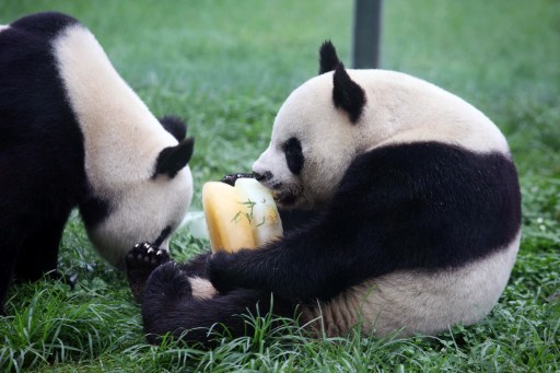 Two pandas eat a cake made of bamboo and ice in a zoo in Weifang, east China's Shandong province on July 26, 2013. u00e2u20acu201d AFP pic