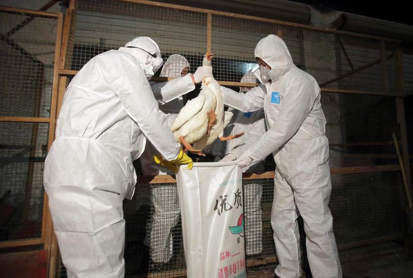 Health officials in protective suits put a goose into a sack as part of preventive measures against the H7N9 bird flu at a poultry market in Zhuji, Zhejiang province January 5, 2014. u00e2u20acu201d Reuters n pic