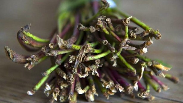 A bundle of khat, a flowering plant which contains an amphetamine-like property. u00e2u20acu201c AFP pic