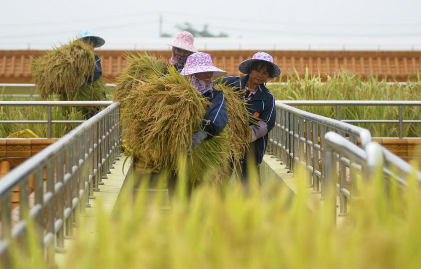 Labourers carry rice harvested from a paddy field on top of a wine factory, Liujiang county, Guangxi ethnic Zhuang autonomous region, October 17, 2013. u00e2u20acu201d Reuters pic