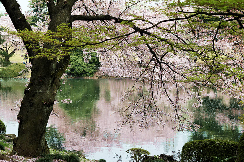 Graceful, falling branches of a cherry blossom tree over a pond in Shinjuku Gyoen