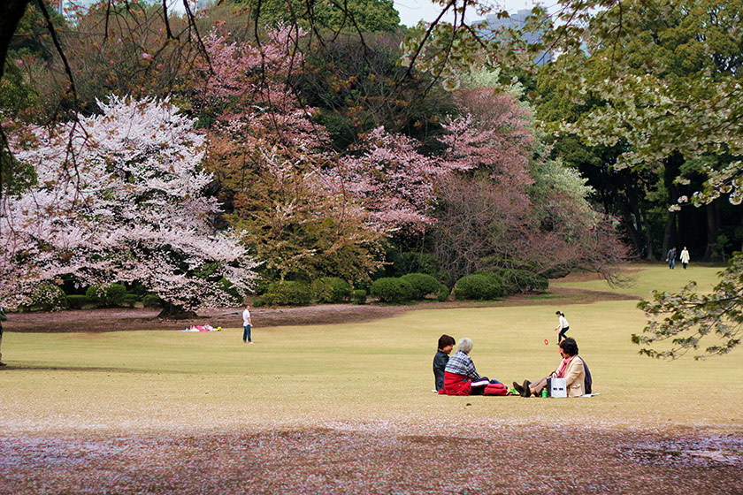 Young and old alike enjoy the centuries-old tradition of hanami (“flower viewing”)