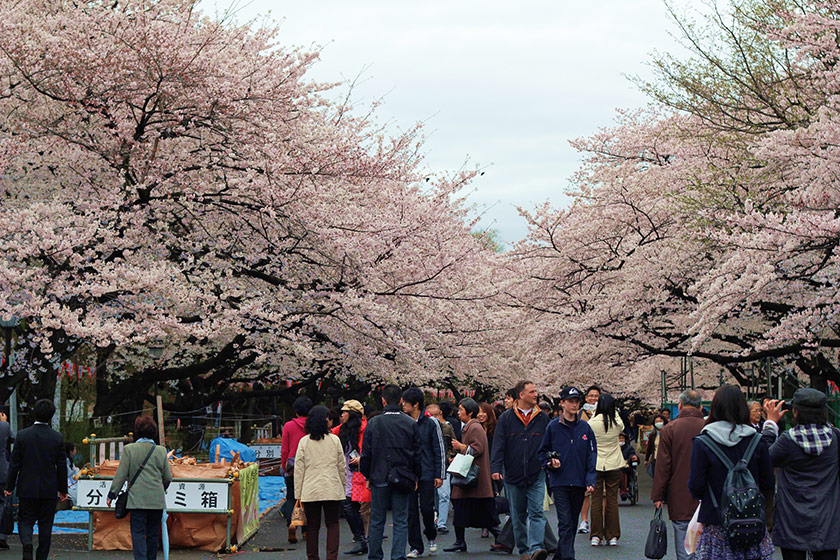 The long rows of cherry trees at Ueno Park
